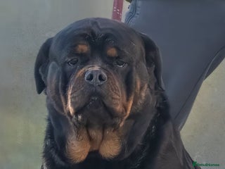 Rottweiler dogs 5-Generation Kennel Club Rottweiler Puppies - Advert 16