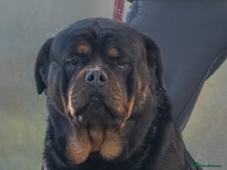 Rottweiler dogs 5-Generation Kennel Club Rottweiler Puppies - Advert 14