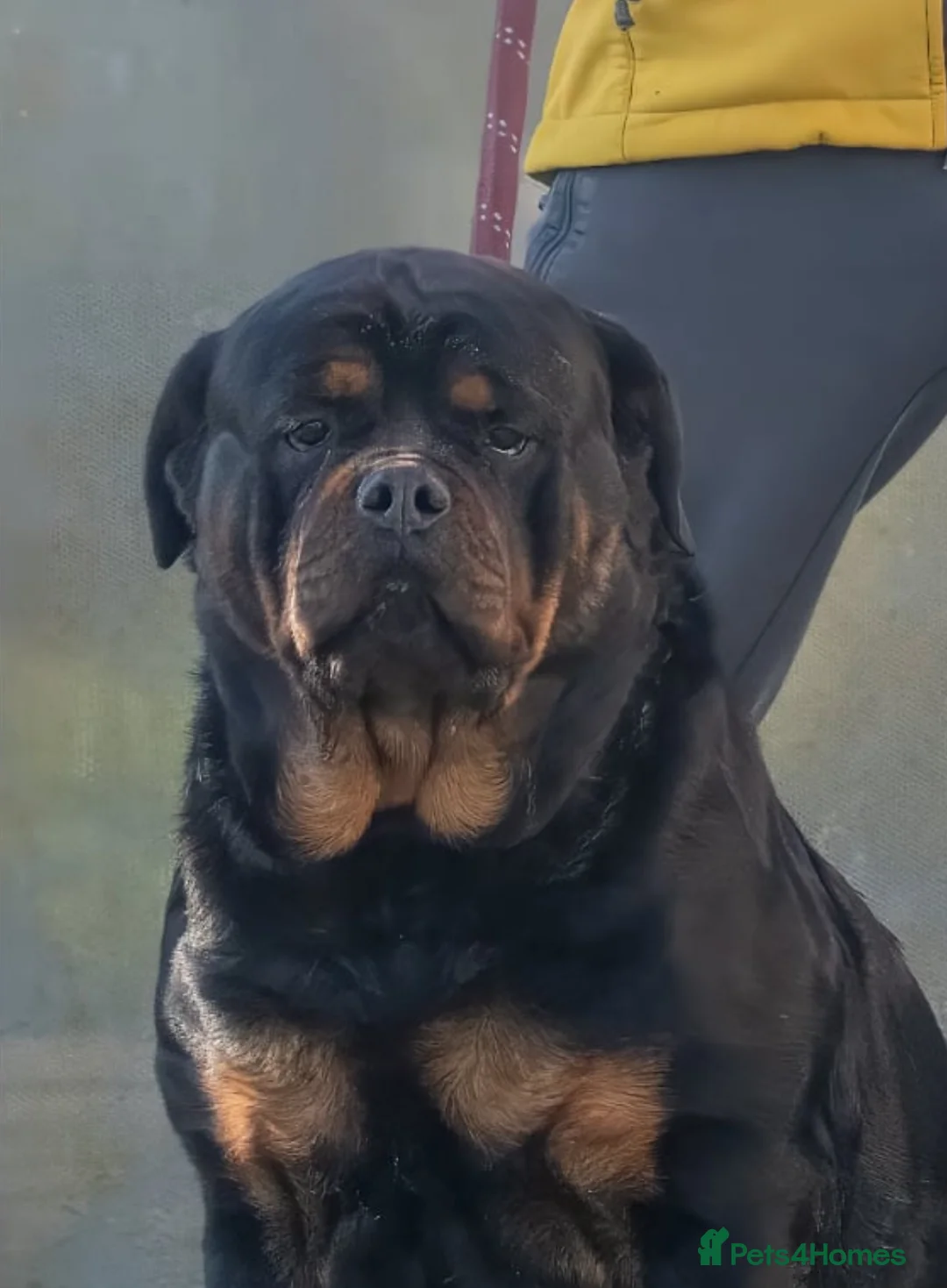 Rottweiler dogs for sale: 5-Generation Kennel Club Rottweiler Puppies  - Advert 1