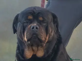 Rottweiler dogs 5-Generation Kennel Club Rottweiler Puppies - Advert 3