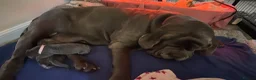 Neapolitan Mastiff dogs for sale: Rare breed Neapolitan mastiff puppies  - Advert 32