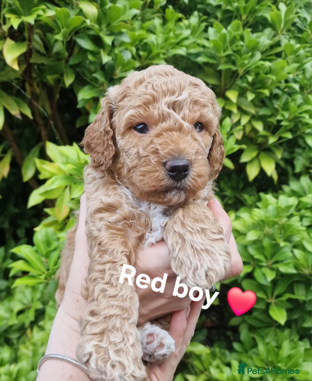 Cavapoochon dogs for sale: F1b Cavapoochon Puppies – 3 Boys Ready to Reserve - Image 6
