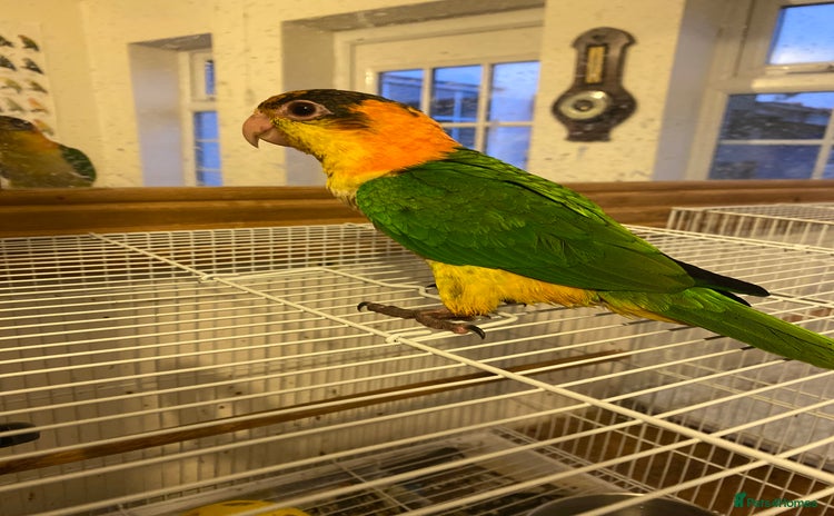 Parrots birds - Advert 1