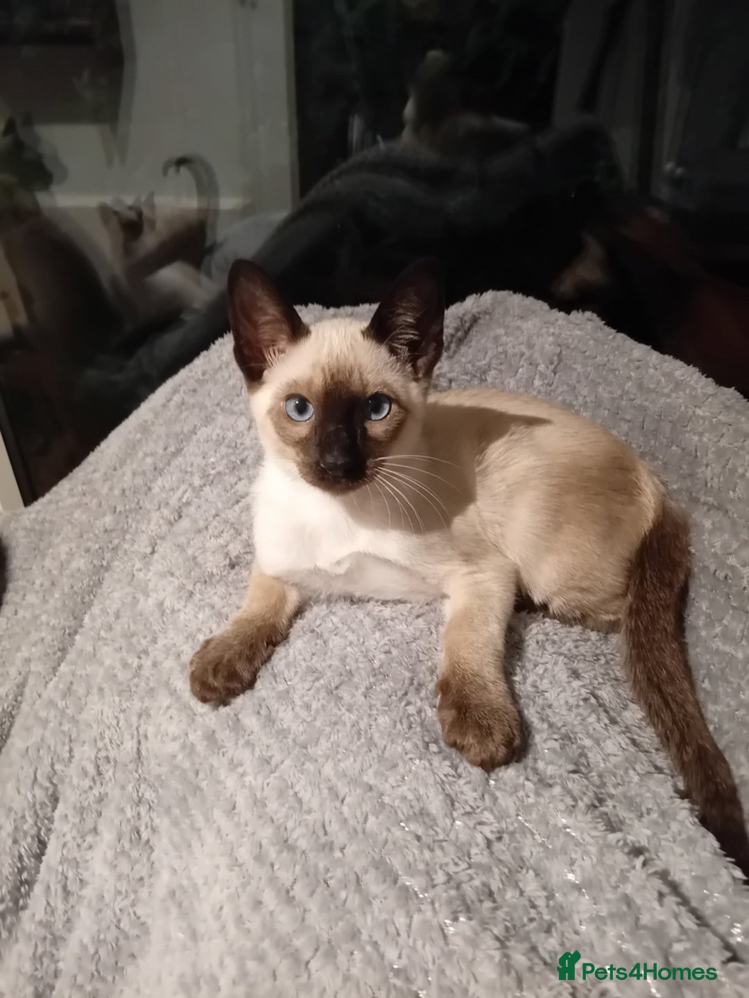 Siamese cats for sale: Traditional seal point boy kitten - Advert 5