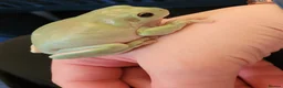 Frog reptiles for sale: 2 male tree frogs with complete set up in Glossop - Advert 3