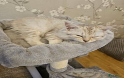 Siberian cats for sale: REDUCED!!! Pure breed hypoallergenic siberian - Image 8