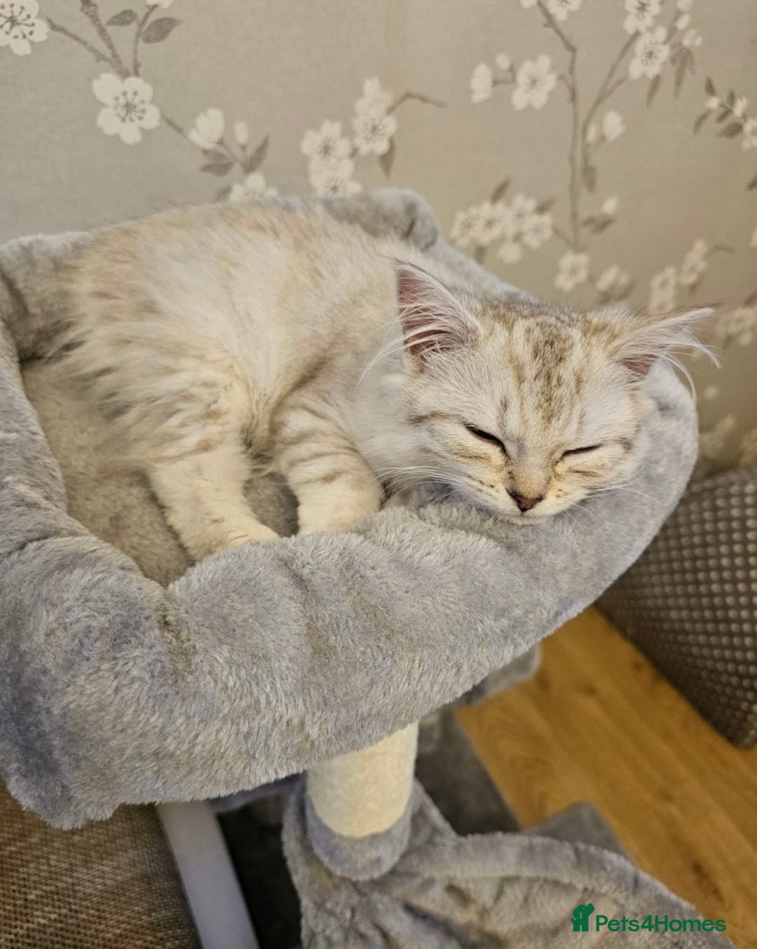 Siberian cats for sale: REDUCED!!! Pure breed hypoallergenic siberian - Image 8