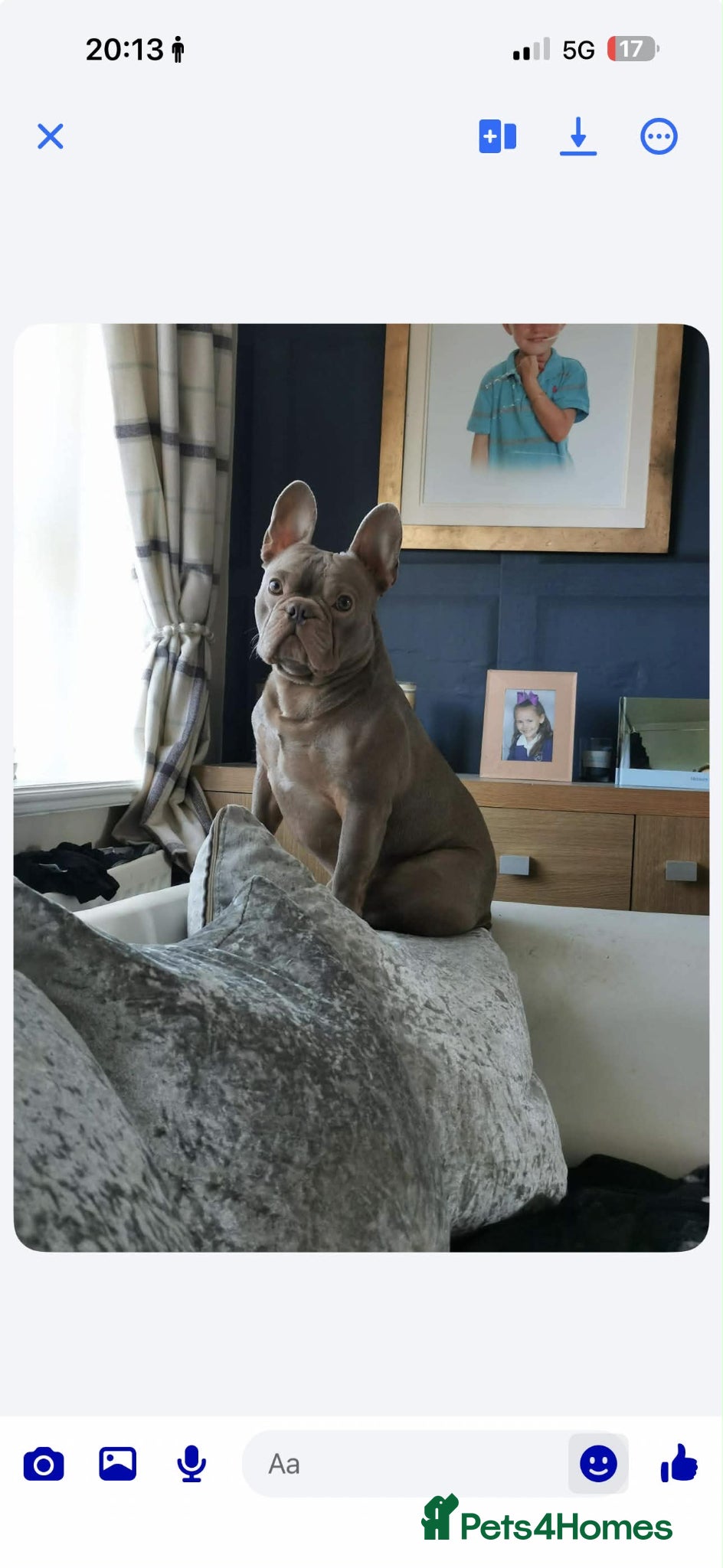French Bulldog dogs Solid Isabella Frenchie Stud - Free Microchipping - Advert 2