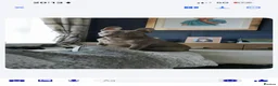 French Bulldog dogs for stud: Solid Isabella Frenchie Stud - Free Microchipping - Advert 1