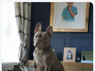 French Bulldog dogs Solid Isabella Frenchie Stud - Free Microchipping - Advert 4