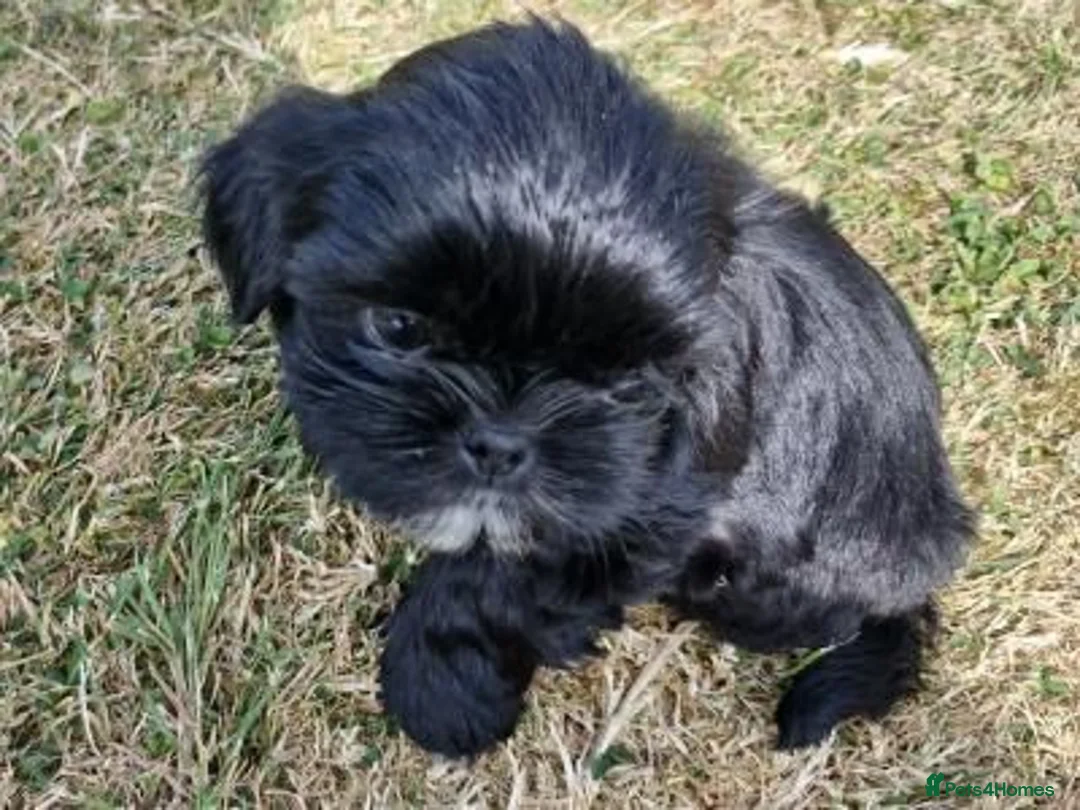 Shih Tzu dogs for sale: Imperial Shih Tzu Boy Pup - Advert 2