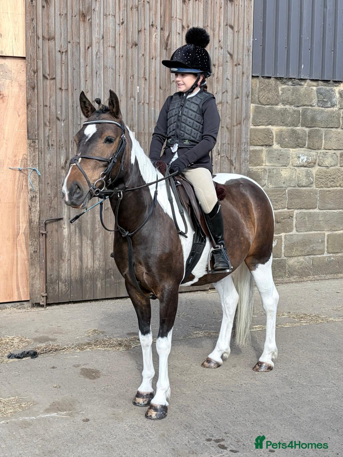 Other Breed horses Sparky - Advert 1