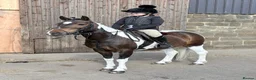 Other Breed horses for sale: Sparky in Redcar - Advert 1