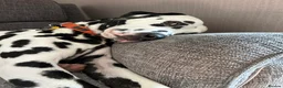 Dalmatian dogs for stud: Handsome boy for stud in Doncaster - Advert 16