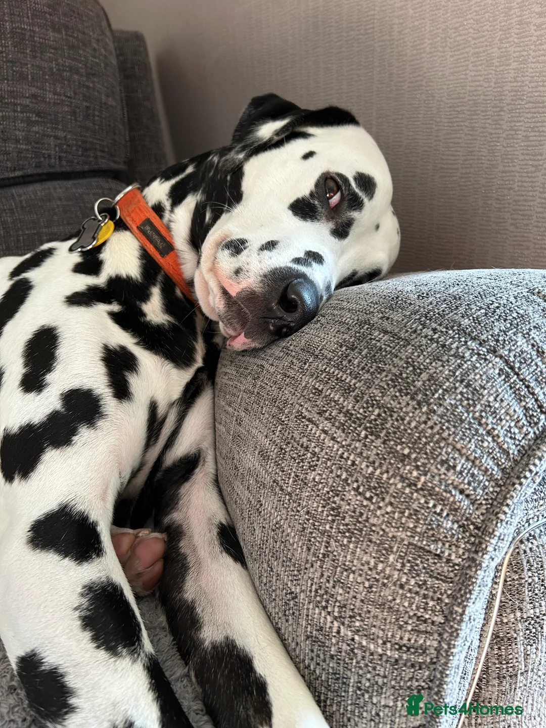 Dalmatian dogs for stud: Handsome boy for stud in Doncaster - Advert 16