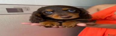 Miniature Dachshund 2