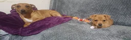 Jack Russell dogs for sale: Jack russell pup - Advert 3