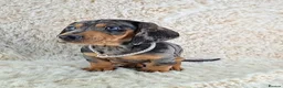 Miniature Dachshund dogs for sale: Beautiful Miniature Dachshund Puppies  - Advert 1