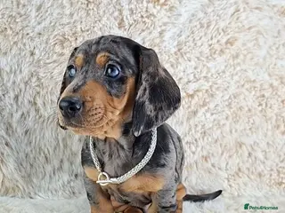 Miniature Dachshund dogs Beautiful Miniature Dachshund Puppies - Advert 1