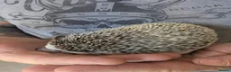 Pygmy Hedgehog rodents for sale: Male African Pygmy hedgehog  - Advert 4