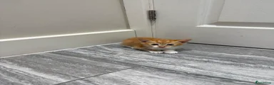 Domestic Shorthair 2
