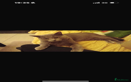 Ragdoll cats for sale: Beautiful Grey Male Cat for Re-Homing - Image 6