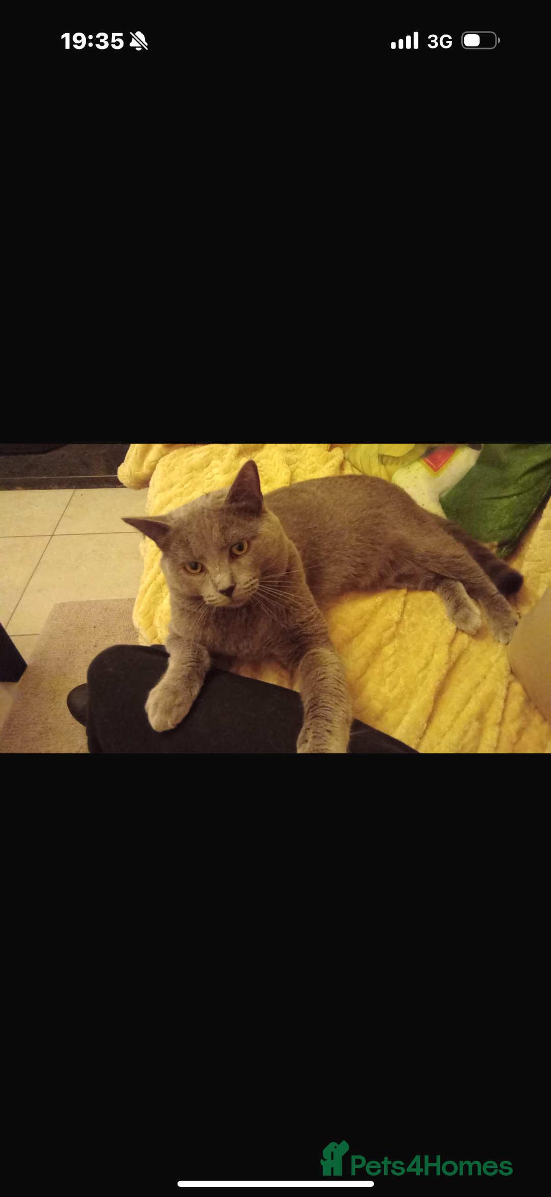 Ragdoll cats for sale: Beautiful Grey Male Cat for Re-Homing - Image 6
