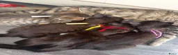 Mixed Breed cats for sale: British Mix Kittens 2 Boys 4 Girls - Advert 10