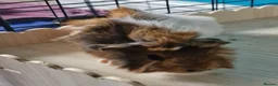 Guinea Pig rodents for sale: Beautiful funky guinea pigs - Advert 22