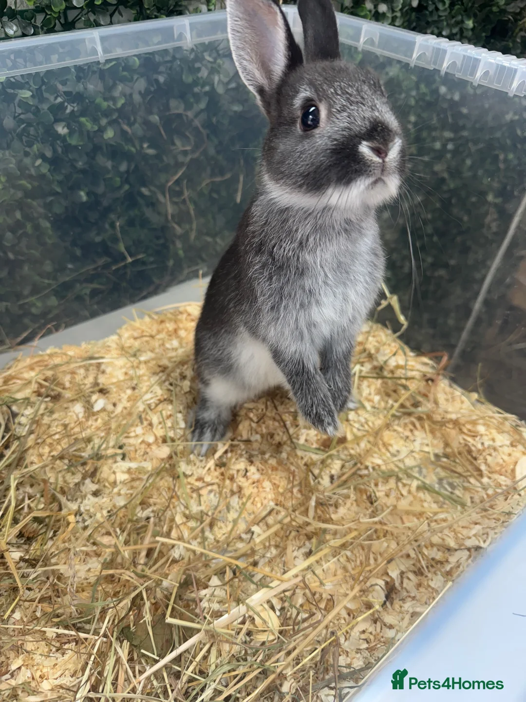 Netherland Dwarf rabbits for sale: “”BLUE OTTER”” Netherland dwarf bunnies - Advert 2