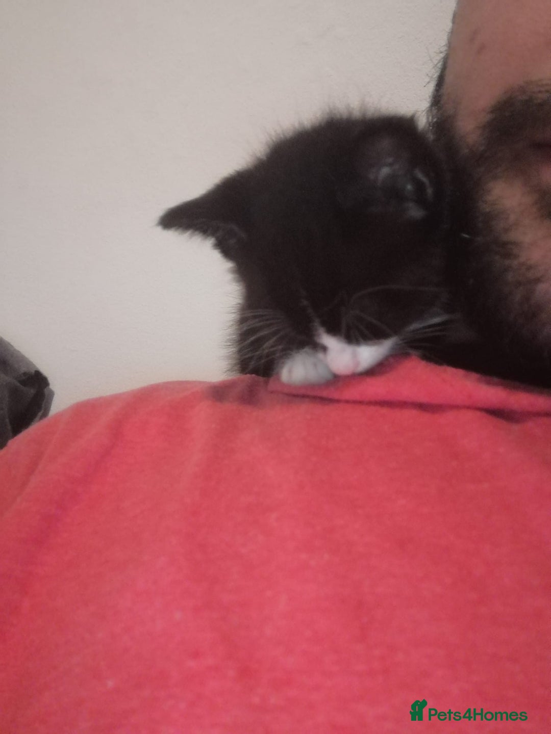 Mixed Breed cats for sale: Playful and loving tuxedo boy - Advert 10