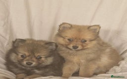 Pomeranian dogs for sale: Extensively health tested pom puppies  - Image 2