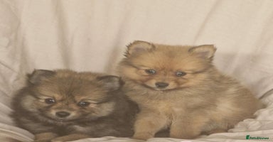 Pomeranian dogs - Advert 4