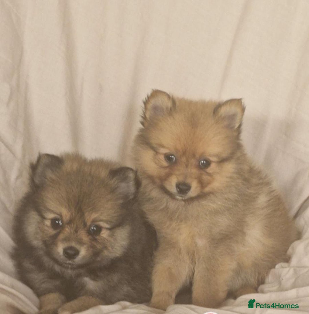 Pomeranian dogs for sale: Extensively health tested pom puppies  - Image 2