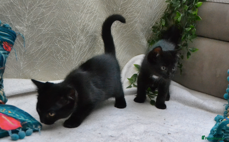 Mixed Breed cats - Advert 1