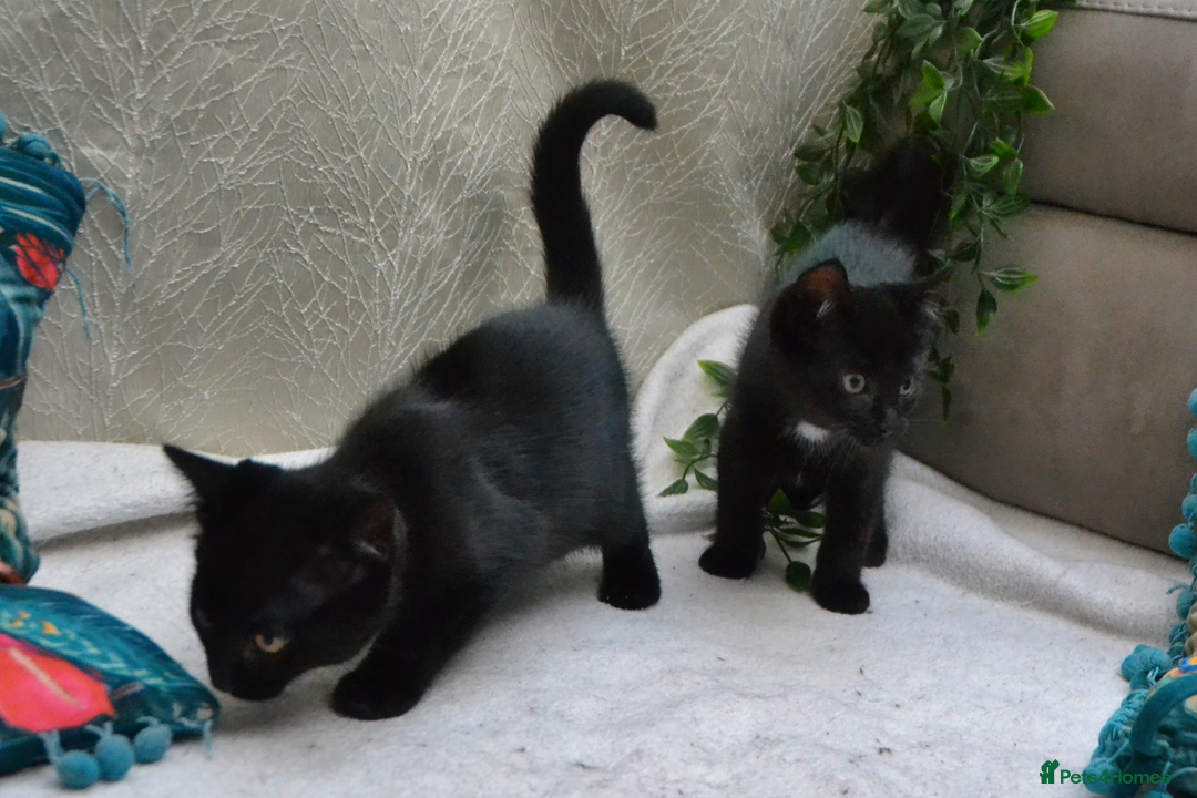 Mixed Breed cats for sale: Gorgeous Maine-Coon/Ragdoll/Bombay Mix Kittens!!! - Image 2