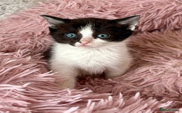 Ragdoll cats for sale: Ragdoll x - Image 5