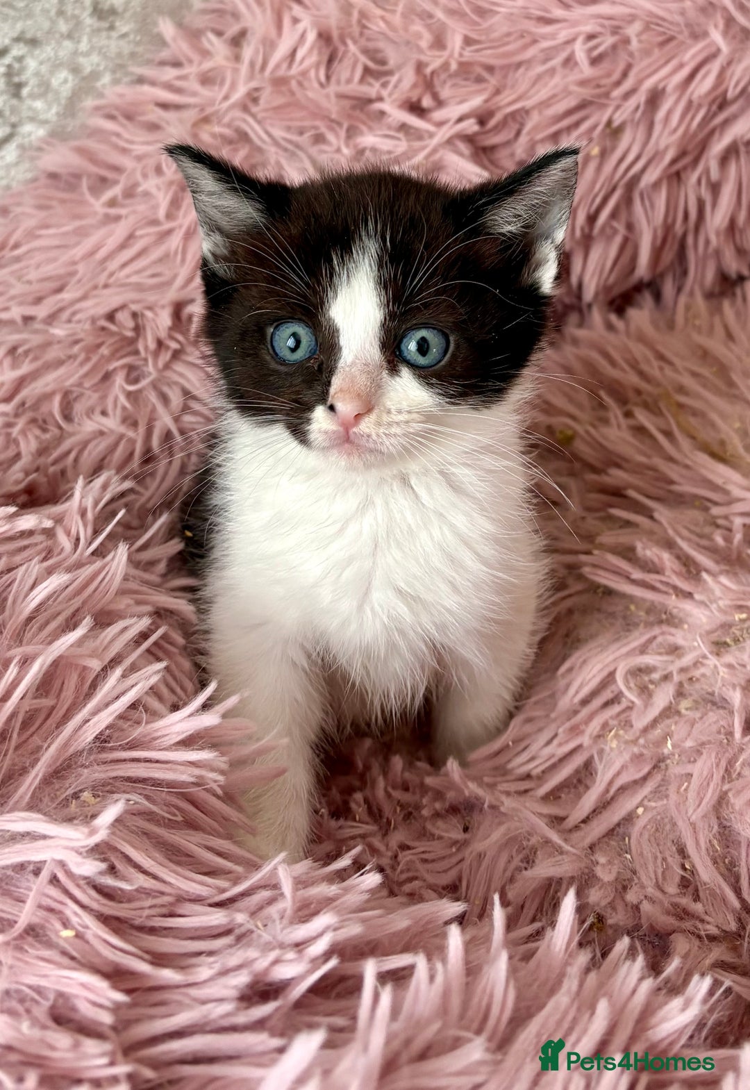 Ragdoll cats for sale: Ragdoll x - Image 5