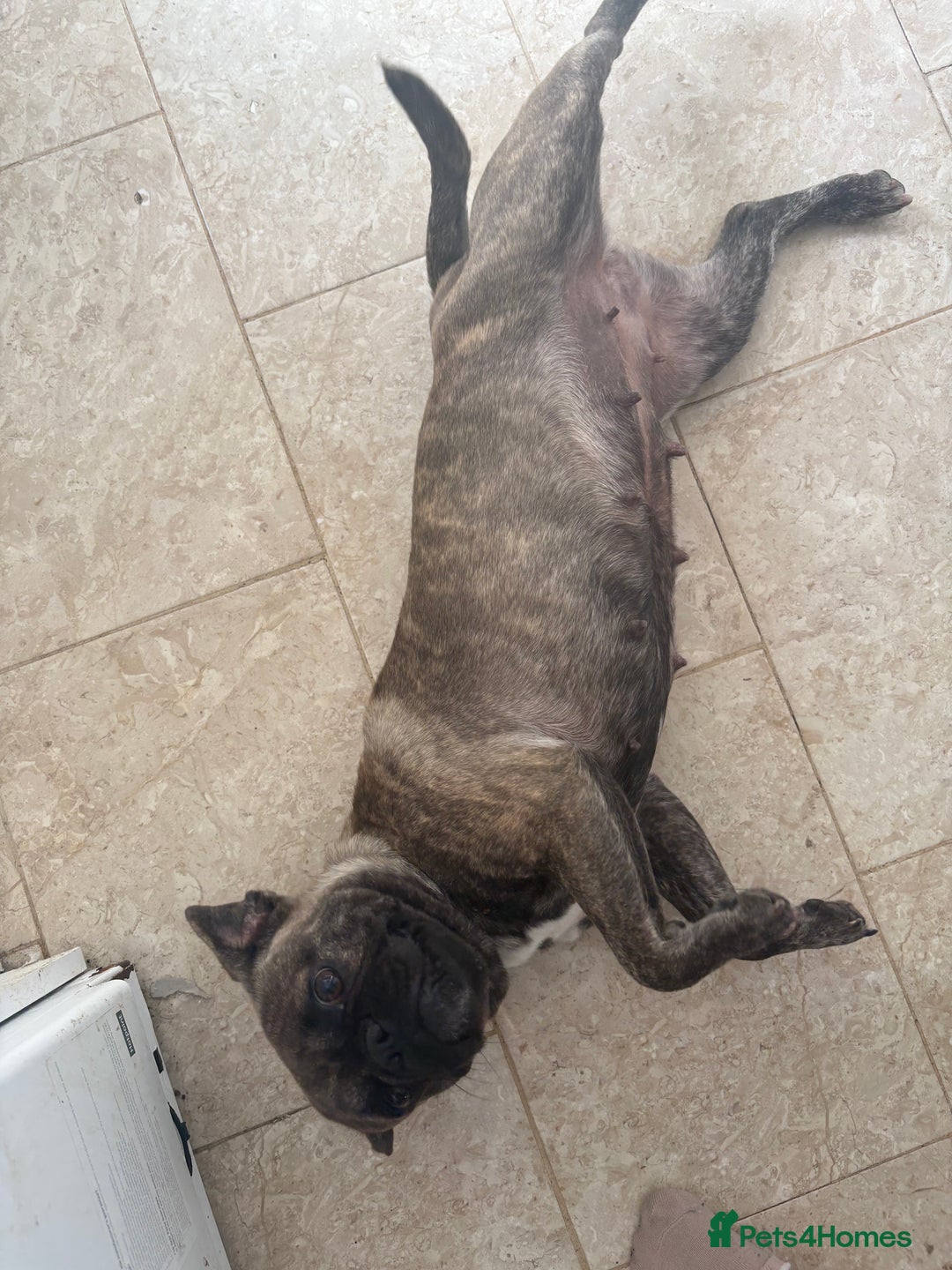 French Bulldog dogs for sale: 2 french bulldogs  - Image 2