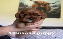 Cavalier King Charles Spaniel dogs for stud: Stunning KC Reg Cavalier King Charles Spaniel STUD in Salisbury - Image 8
