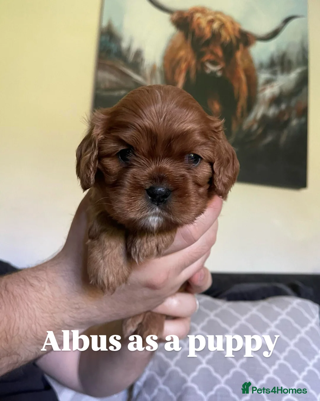 Cavalier King Charles Spaniel dogs for stud: KC Reg Health Tested Proven Cavalier King Charles in Salisbury - Advert 10