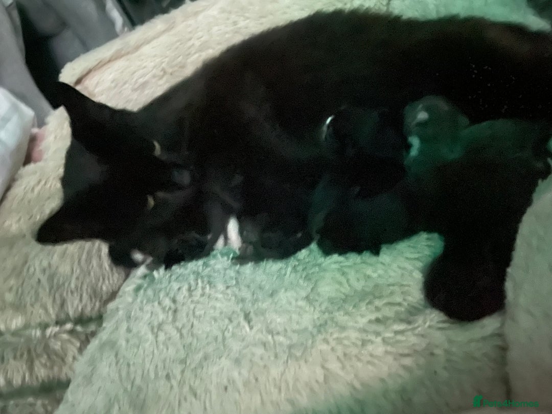 Domestic Shorthair cats for sale: Beautiful kittens  - Image 7