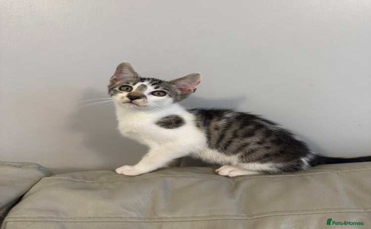Mixed Breed cats - Advert 3
