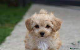 Cavapoochon dogs for sale: Beautiful Cavapoochon boy for sale - Image 2