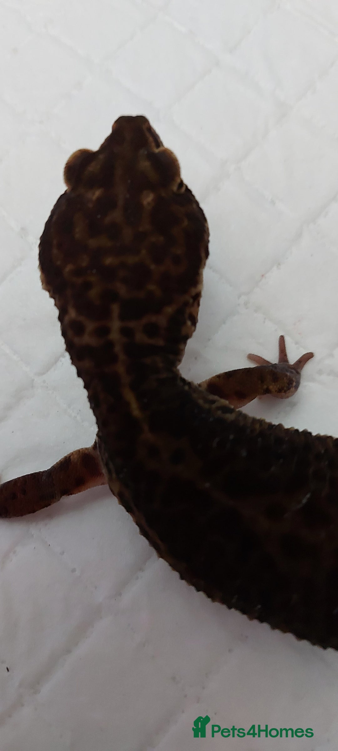 Leopard Gecko reptiles for sale: Three stunning leopard geckos for sale in Hinckley - Image 10