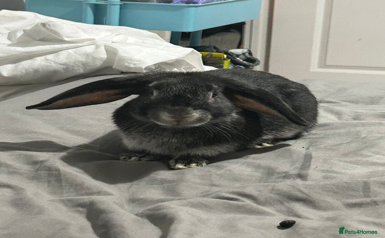 English Lop rabbits - Advert 1