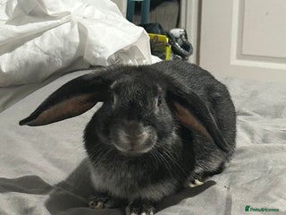 English Lop rabbits - Advert 7
