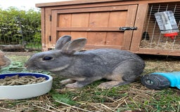 Lionhead rabbits for sale: Beautiful Lionhead rabbit 4 months old girl  - Image 6