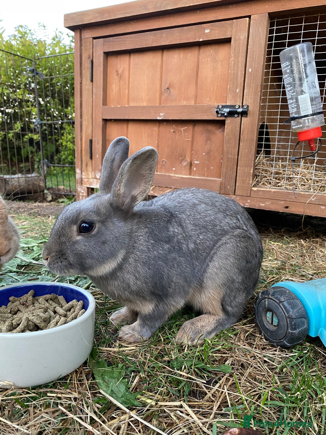 Lionhead rabbits for sale: Beautiful Lionhead rabbit 4 months old girl  - Image 6