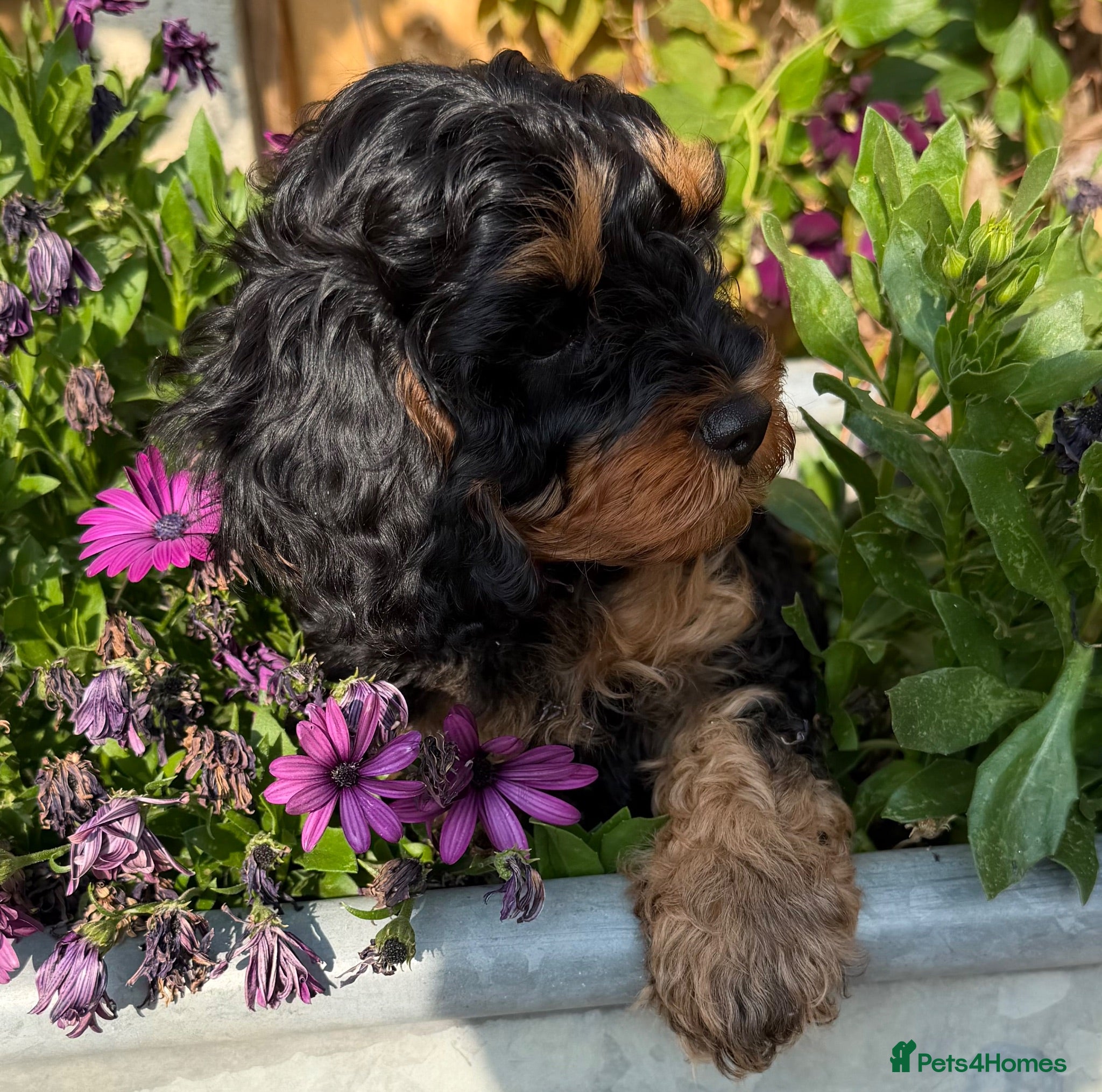Cavapoo dogs READY NOW 2 Stunning Cavapoos puppies  - Advert 6